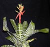 Aechmea chantinii