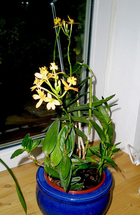 Epidendrum radicans 'Ballerina'