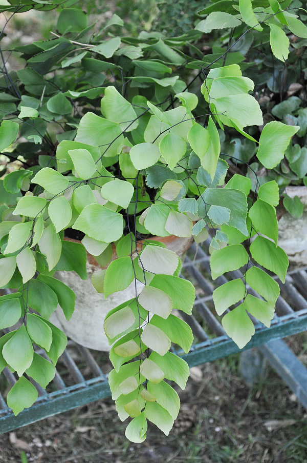 Adiantum peruvianum Adiantum peruvianum