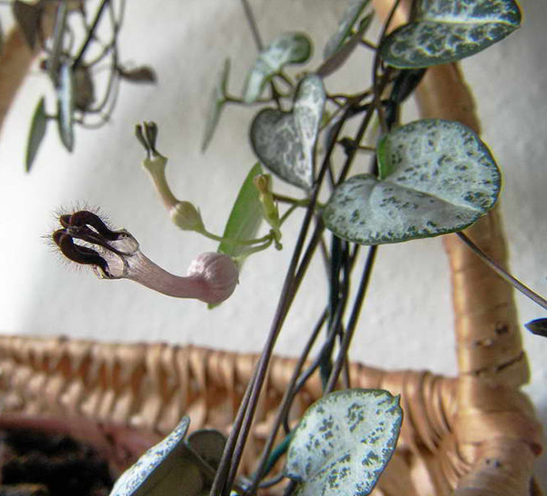 Ceropegia woodii