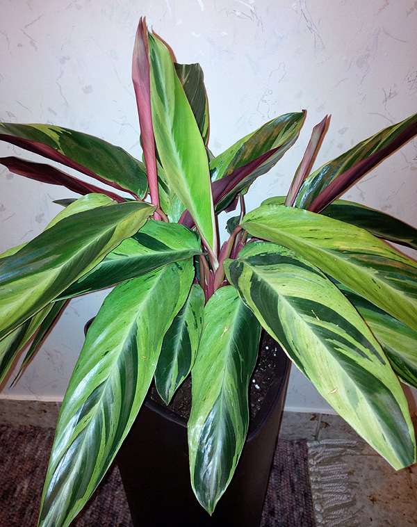 Stromanthe sanguinea 'Horticolor'