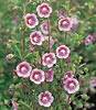 Anisodontea capensis