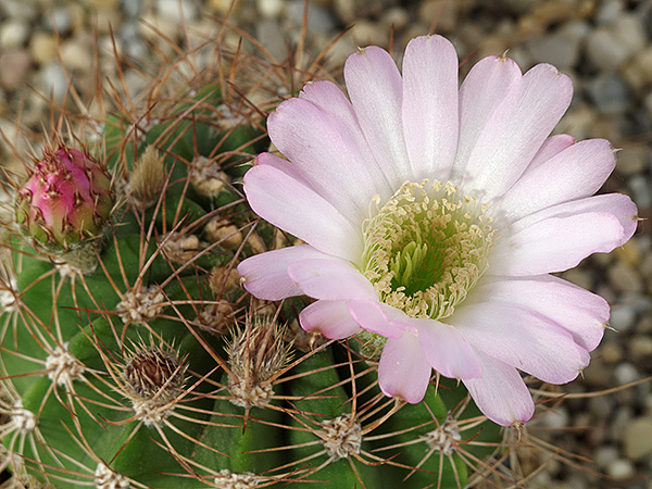 Acanthocalycium violaceum mit Blüte