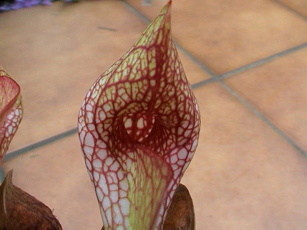 Sarracenia psittacina