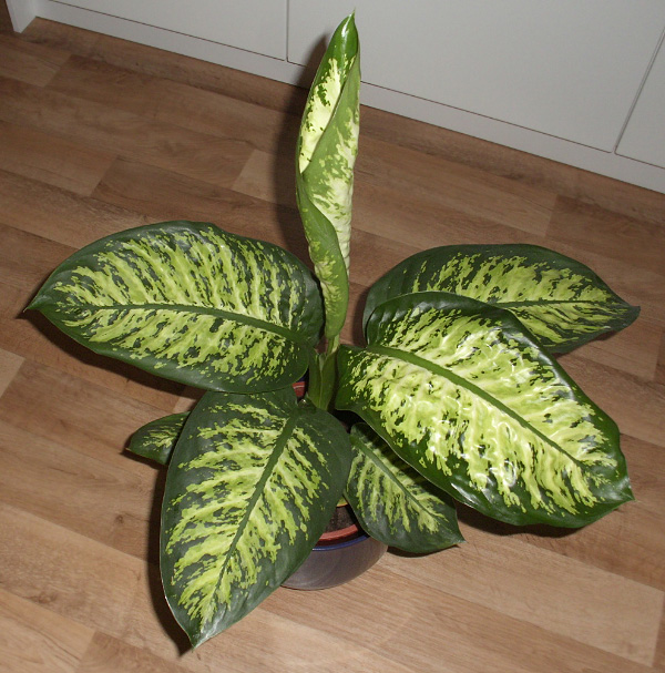 Dieffenbachia bowmannii Dieffenbachia bowmannii