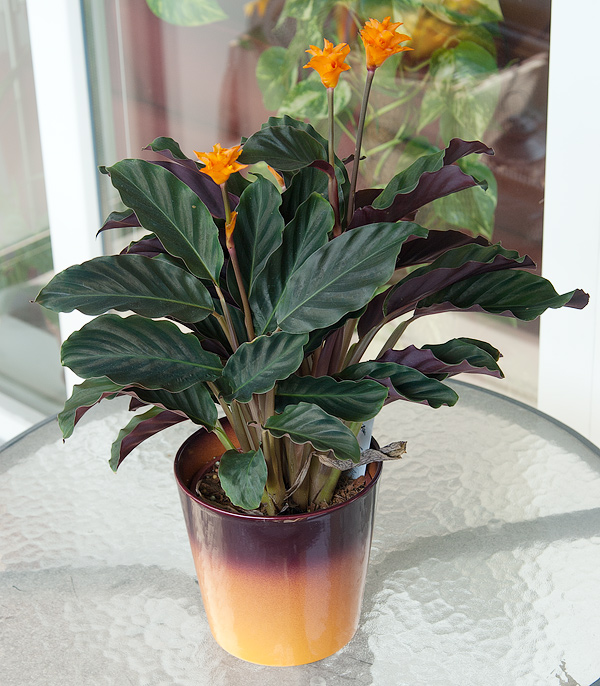 Calathea crocata