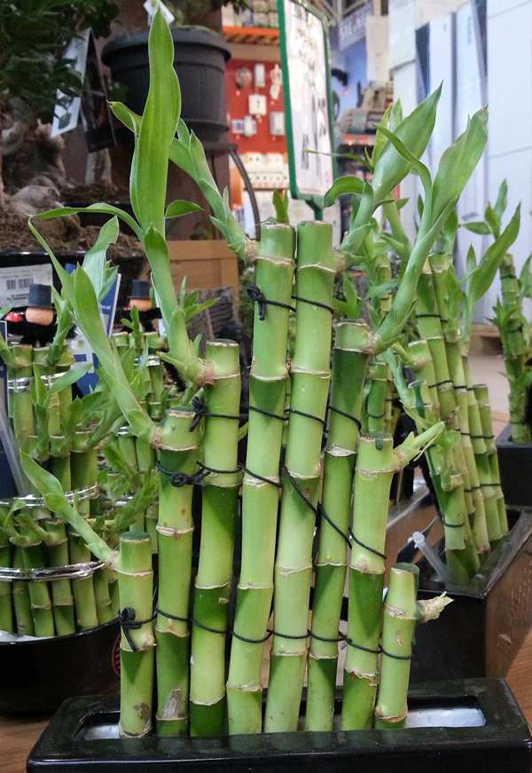 Die im Handel als Glücksbambus verkaufte Dracaena sanderiana