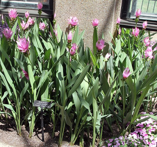 Curcuma alismatifolia Curcuma alismatifolia