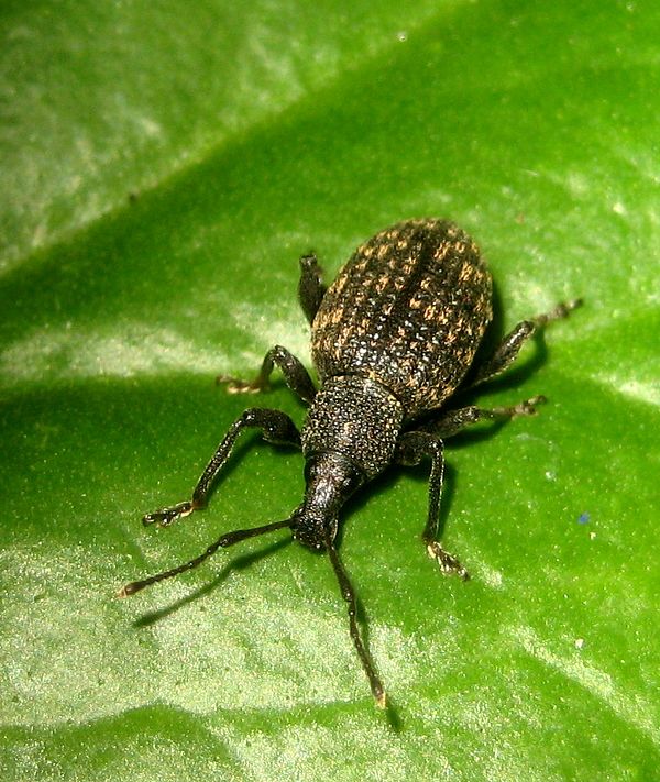 Dickmaulrüssler Dickmaulrüssler