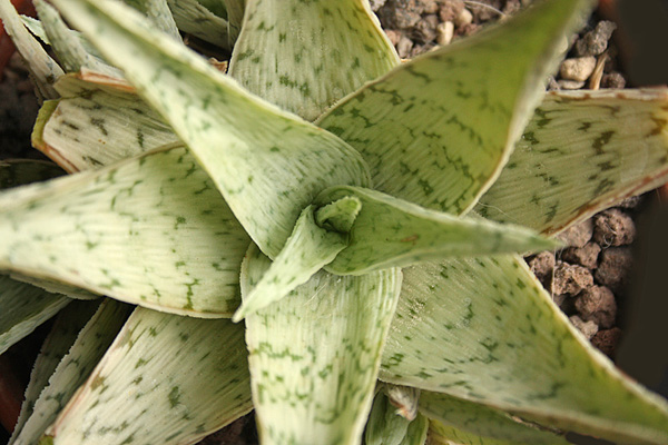 Aloë rauhii 'Snowflake'