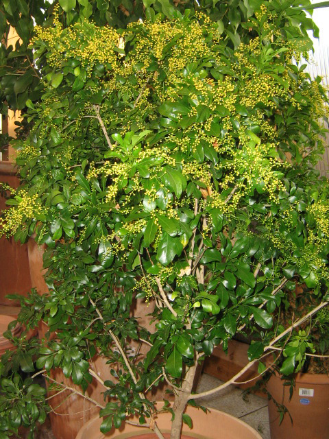 Aglaia pinnata blühend Aglaia pinnata blühend