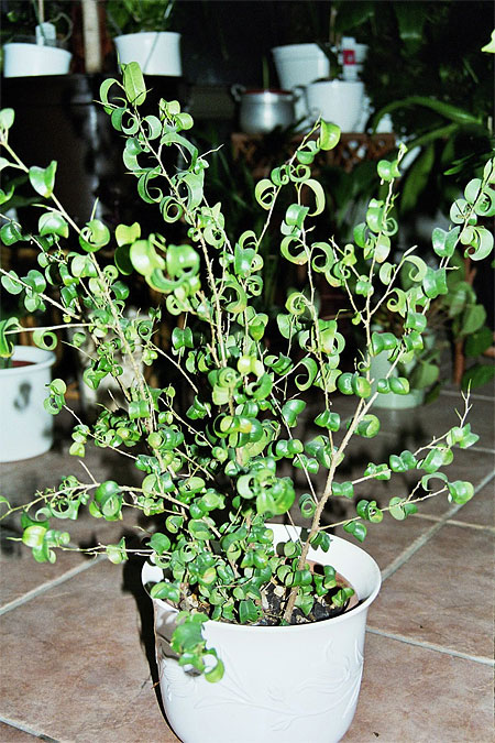 Ficus benjamina 'Barok'