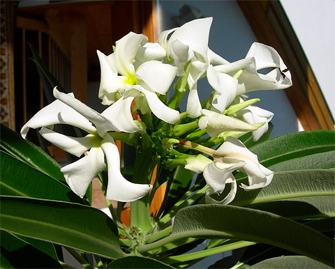 Die seltene Blüte der Madagaskarpalme