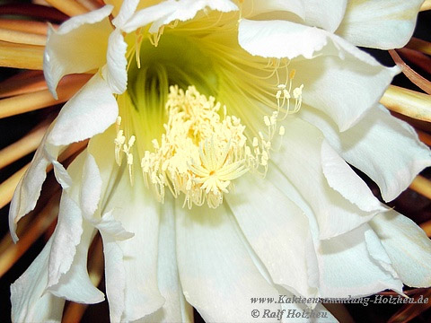 Selenicereus grandiflorus Selenicereus grandiflorus
