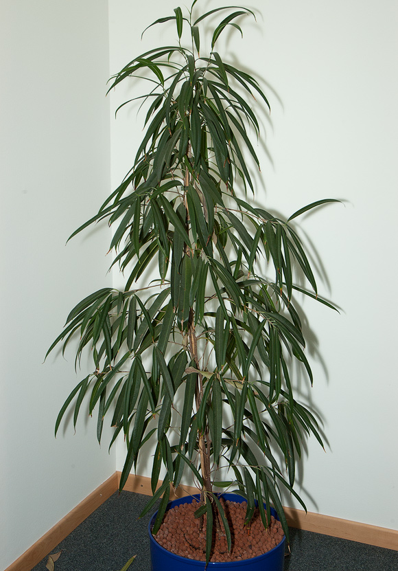 Ficus binnendijkii 'Alii' Ficus binnendijkii 'Alii'