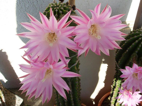 Echinopsis Hybride Echinopsis Hybride