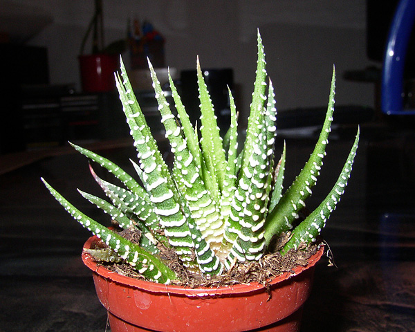 Haworthia fasciata Haworthia fasciata