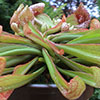 Sarracenia psittacina