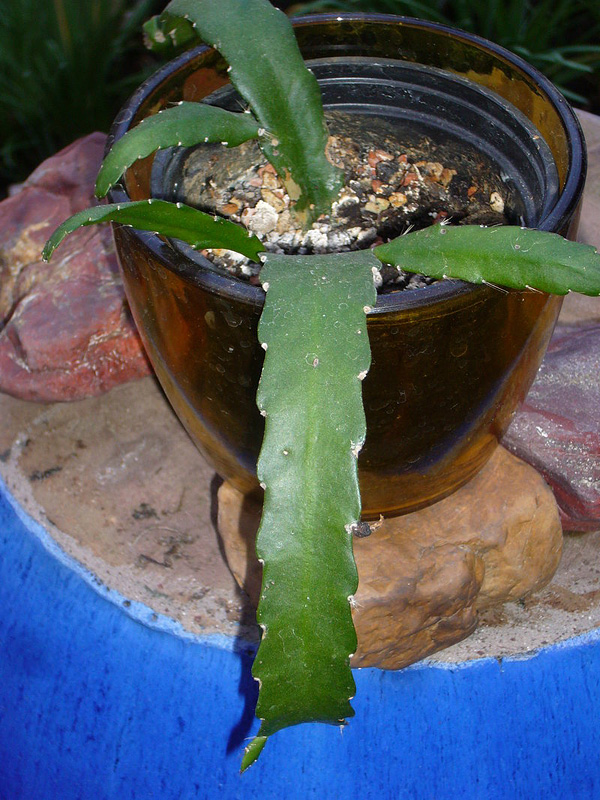 Acanthorhipsalis monacantha Acanthorhipsalis monacantha