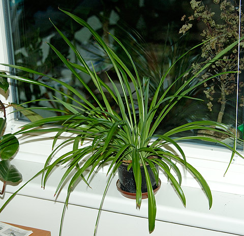 Chlorophytum comosum Chlorophytum comosum