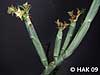 Euphorbia pteroneura