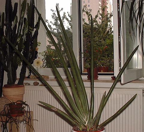 Sansevieria robusta Sansevieria robusta