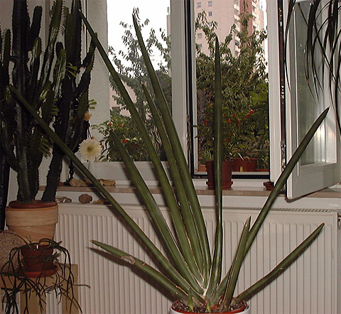 Sansevieria robusta