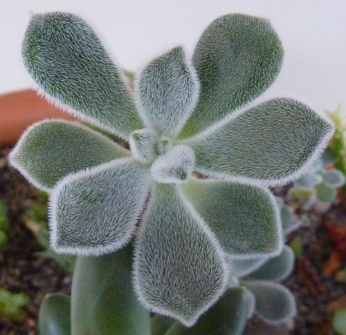 Echeveria pulvinata Echeveria pulvinata