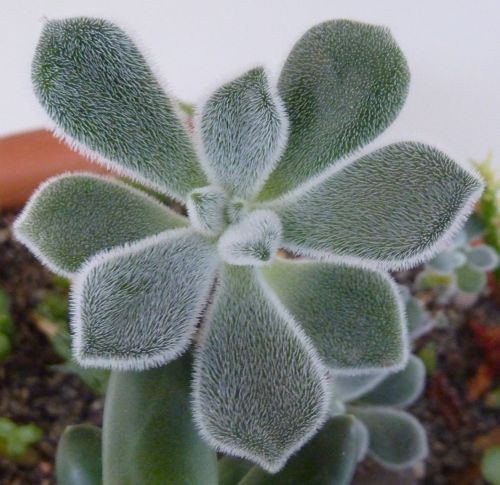 Echeveria pulvinata