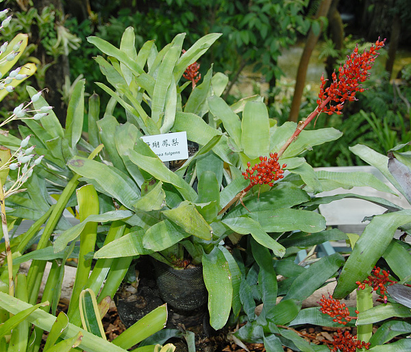 Aechmea fulgens Aechmea fulgens