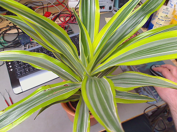 Dracaena fragrans  'Lemon Lime'