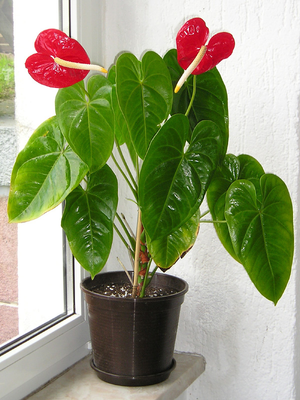 Anthurium andreanum mit roten Hochblättern