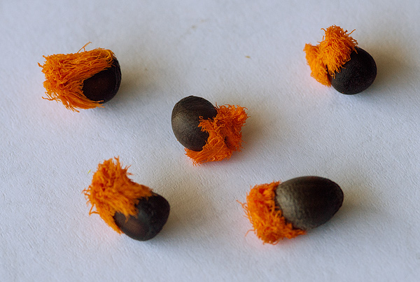 Die Samen der Strelitzia reginae