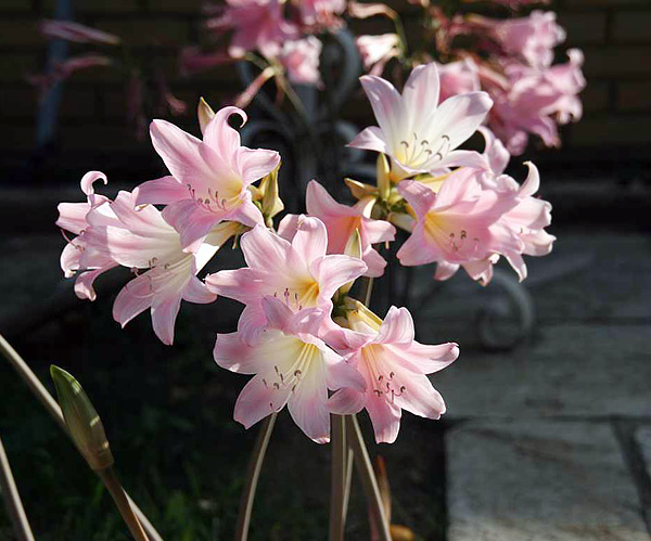 Amaryllis belladonna Amaryllis belladonna