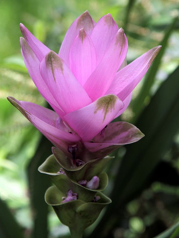 Die Blüte im Detail