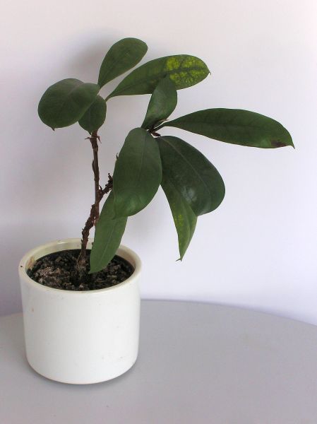 Ficus cyathistipula Ficus cyathistipula