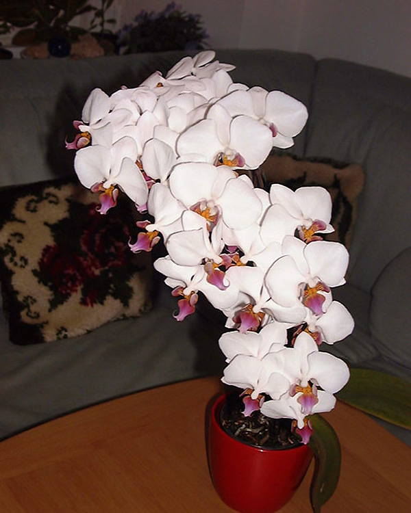 Phalaenopsis 'Pandora'