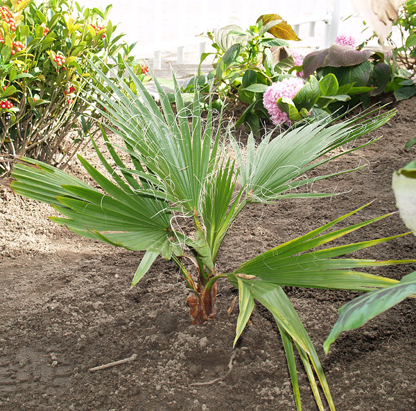 Washingtonia filifera