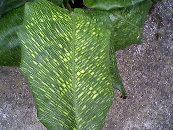 Calathea musaica