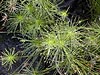 Cyperus haspan