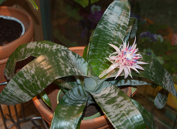 Aechmea fasciata Aechmea fasciata