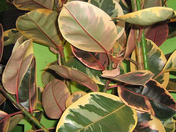 Ficus elastica 'Belize' Ficus elastica 'Belize'