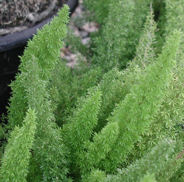 Asparagus densiflorus Asparagus densiflorus