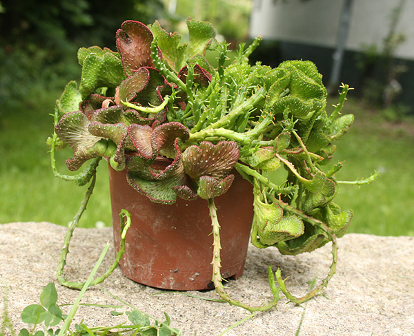 Euphorbia flanaganii fa. cristata