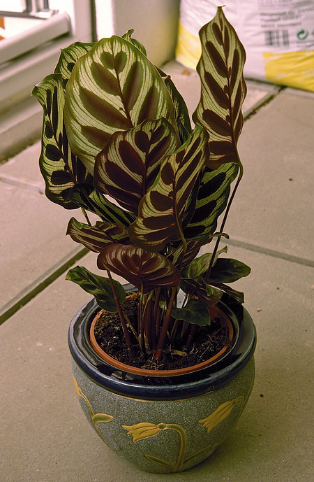 Calathea makoyana am Abend Calathea makoyana am Abend