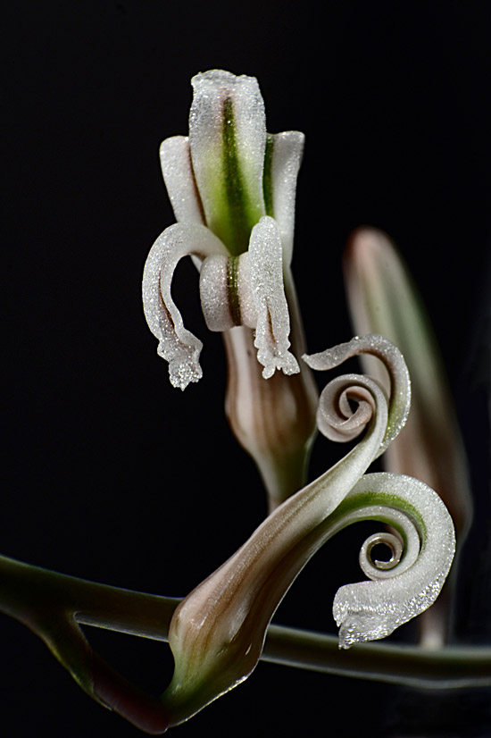 Die Blüte der Haworthia Attenuata Die Blüte der Haworthia Attenuata