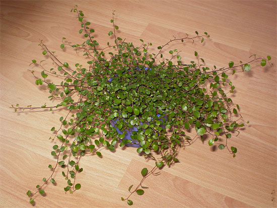 Muehlenbeckia complexa Muehlenbeckia complexa