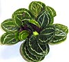 Calathea roseopicta