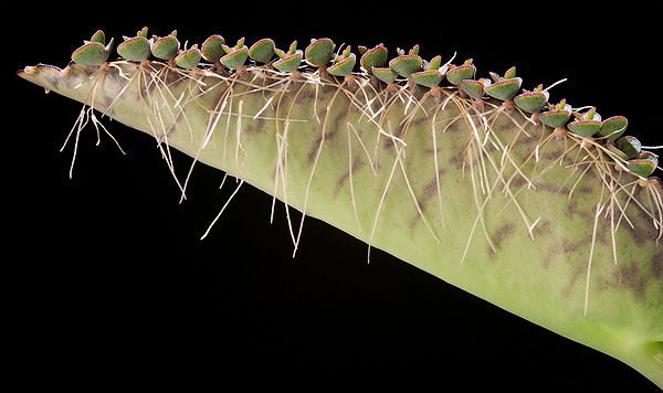 Die Brutknospen der Kalanchoë daigremontiana Die Brutknospen der Kalanchoë daigremontiana