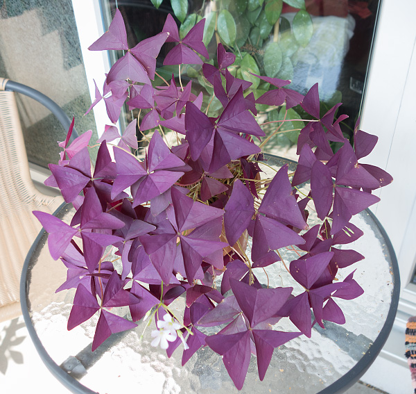 Oxalis triangularis